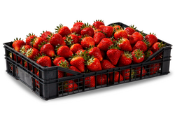 Τελάρα μίας χρήσης