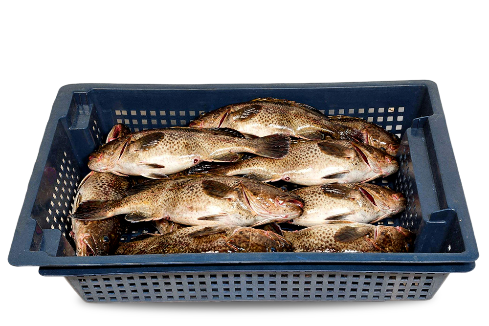 τελάρα για ψάρια