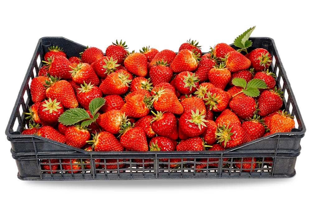 τελάρα μιας χρήσης